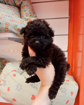 Barboncino Maltipoo Mini Toy Maschietto
