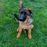 Cucciola Pastore Tedesco