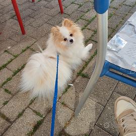 Spitz pomerania