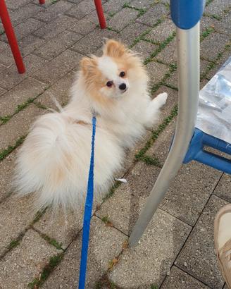 Spitz pomerania