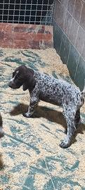 Cuccioli di bracco tedesco