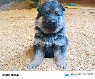 cuccioli di pastore tedesco 