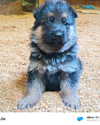 cuccioli di pastore tedesco 