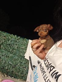 Mini pincher toy chocolat