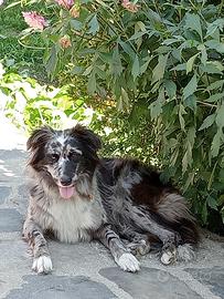 Maggi, pastore biellese/border collie