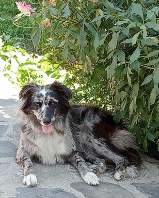 Maggi, pastore biellese/border collie
