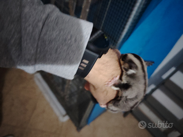 Petauro dello zucchero