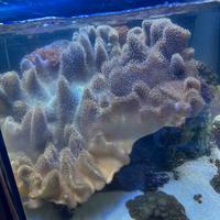 Sarcophyton elegans con roccia