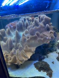 Sarcophyton elegans con roccia