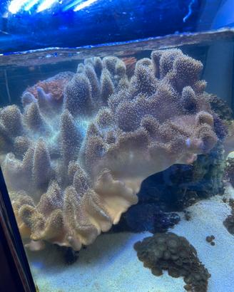 Sarcophyton elegans con roccia