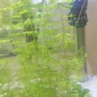 piante vive per acquario 