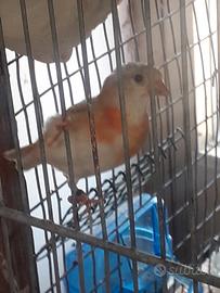Cardinalini mutati