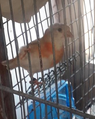 Cardinalini mutati