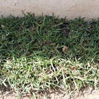 ZOLLA GRAMIGNONE PRATO VERDE STENOTAPHRUM SECUNDAT