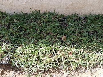 ZOLLA GRAMIGNONE PRATO VERDE STENOTAPHRUM SECUNDAT