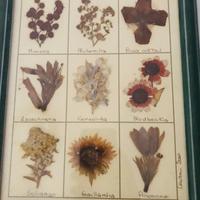Quadri fiori essiccati Cantoni