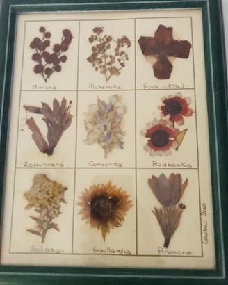 Quadri fiori essiccati Cantoni