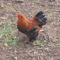 Gallo incrocio brahma/cocincina nana