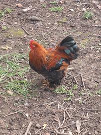 Gallo incrocio brahma/cocincina nana