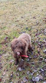 Lagotta pura 11 mesi