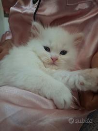 Gattino Ragdoll/ Persiano