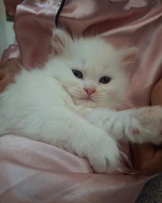 Gattino Ragdoll/ Persiano