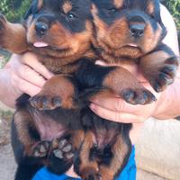 Cuccioli rottweiler