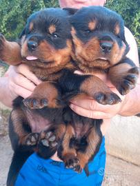 Cuccioli rottweiler