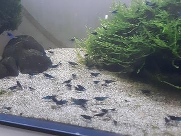 Gamberetti Caridine blu