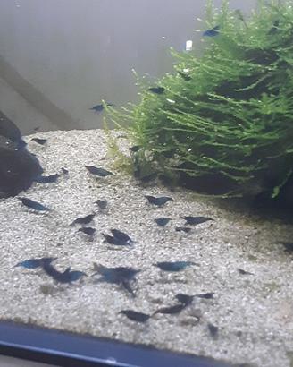 Gamberetti Caridine blu