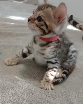 Gatti del Bengala