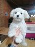 maltese-cuccioli-femmine