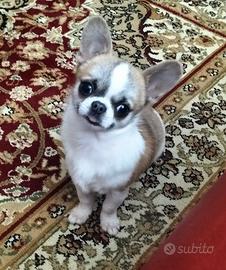 Chihuahua maschio