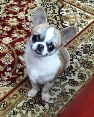 Chihuahua maschio