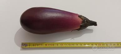 Zucchina artificiale finto alta qualità