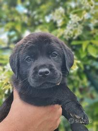 Labrador neri e marroni