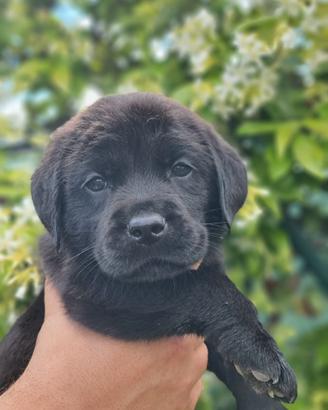 Labrador neri e marroni