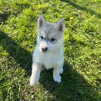 Magnifica cucciola di Siberian Husky