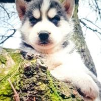 Siberian huski