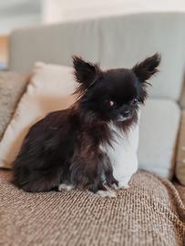 Chihuahua femmina
