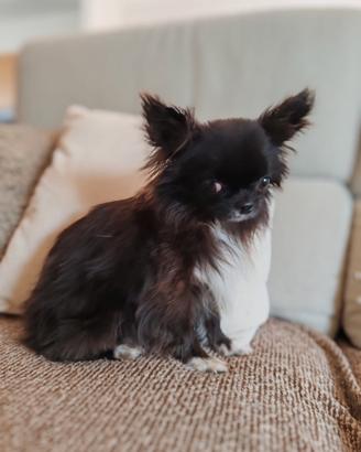 Chihuahua femmina