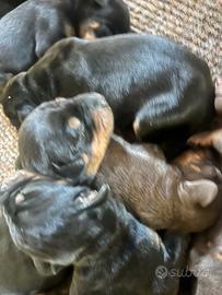 Cuccioli dobermann