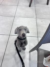 Cucciolo di weimaraner appena nato