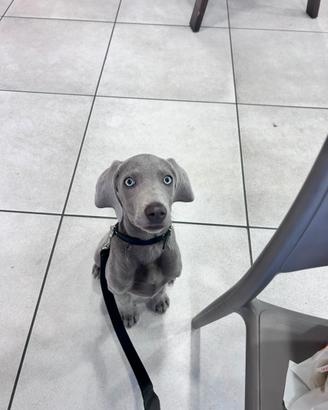 Cucciolo di weimaraner appena nato
