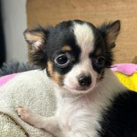 Cucciolo Chihuahua Femmina a pelo lungo