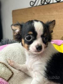 Cucciolo Chihuahua Femmina a pelo lungo