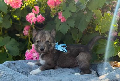 Siberian husky con pedigree ENCI