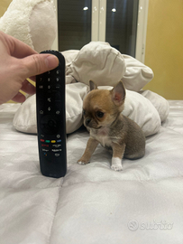 Chihuahua femmina linea coreana mini 70 giorni