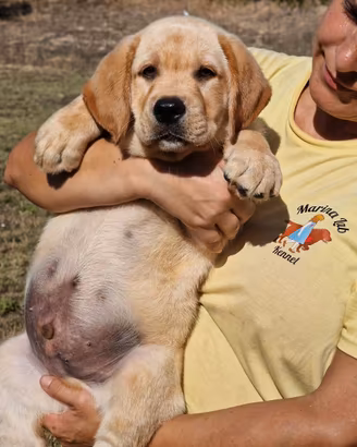 Cuccioli di Labrador gialli-Allevamento Marina Lab