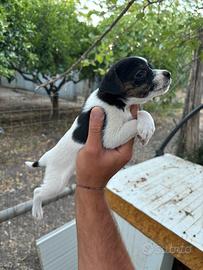Jack russel